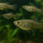 Unlock Explosive Success in Gambusia Fish Breeding: Proven Methods Revealed